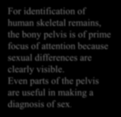 Forensic Medicine & BonyPelvis Pelvic Inlet Pelvic Outlet Pelvic Cavity Pubic Arch Female Male For identification of human skeletal remains, the bony