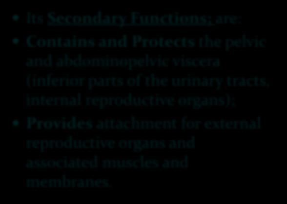 Its Secondary Functions; are: Contains and Protects the pelvic and abdominopelvic viscera (inferior parts of the urinary