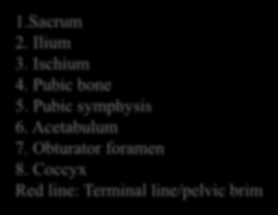 Formed of three (elements) bones: Ilium Ischium Pubis.
