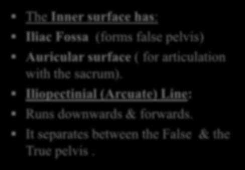 surface ( for articulation with the