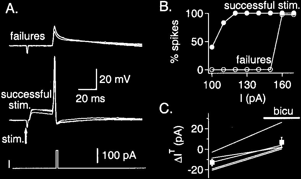 The current pulse does not reach threshold when synaptic transmission fails but always induces an action potential after a successful stimulation (whole-cell recording; V m 71 mv; Cl i 15 mm).