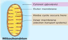 Inside the Mitochondrion Stage 2 of Aerobic Respiration happens in the Mitochondria of the cell. The Mitochondria has many foldings on the inside membrane. This is where ATP and NADH are made.