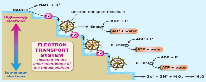 Electron Transport System These are systems that move energy (electrons) in the inner membrane of the mitochondria.