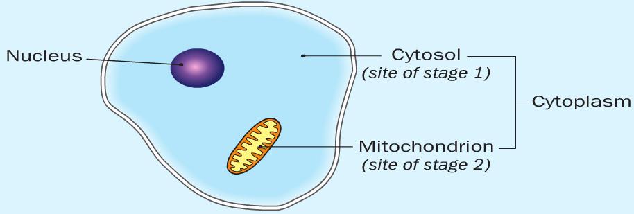Stage 2 This stage does need Oxygen. This happens in the Mitochondria of the cell. The 3 carbon sugars (Pyruvate) are broken down even more.