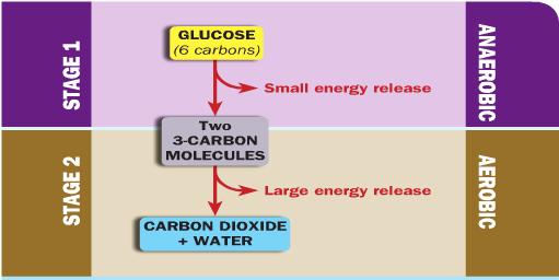 Aerobic Respiration Summary Glycolysis In the