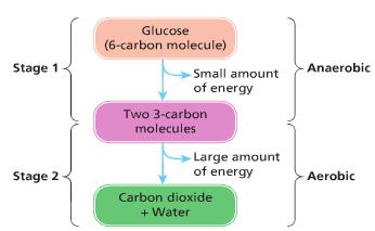 Aerobic has a Stage 2 in the Mitochondria it makes lots of energy using