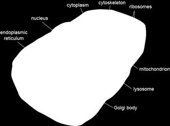 THE KREBS CYCLE In the presence of oxygen, cell respiration continues on from glycolysis in the mitochondria of the cell.