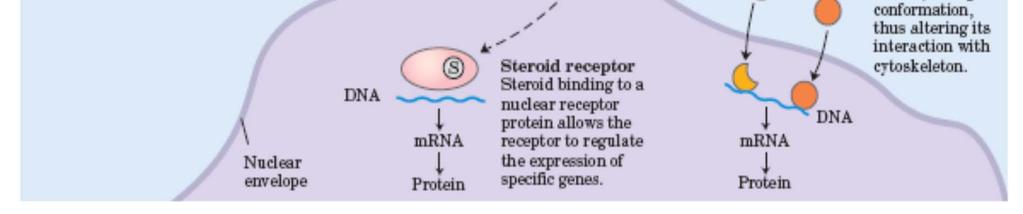 jedrni receptorji, ki vežejo steroidne hormone, tiroidne hormone in vitamin D 5.