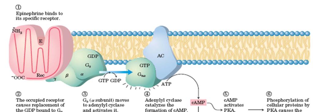Primer signaliziranja preko G proteinov: signal adrenalin