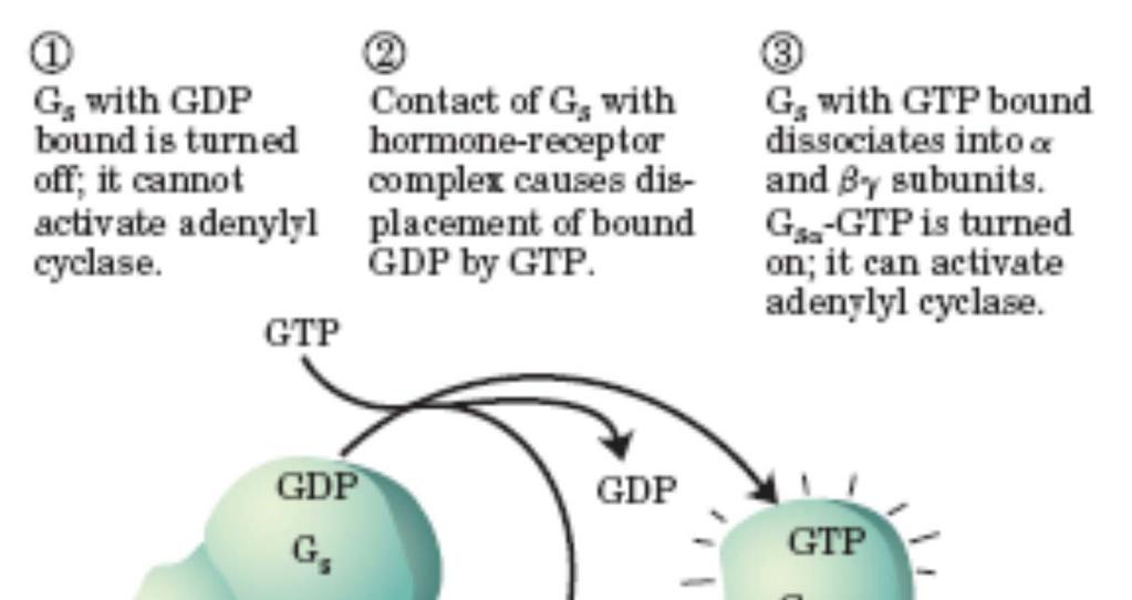 2. Hidroliza GTP z endogeno