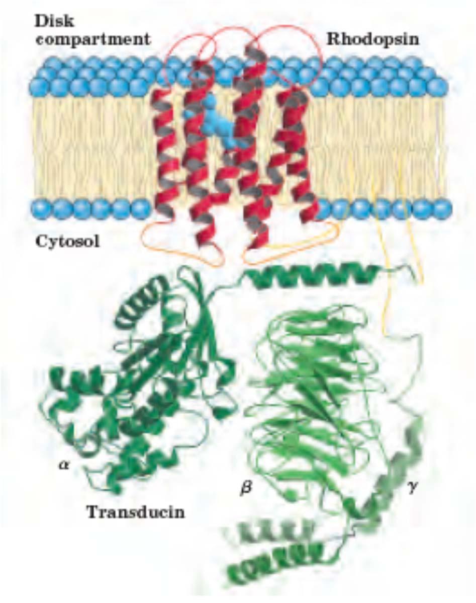 Interakcija med rodopsinom (receptor za svetlobo) in transducinom (G