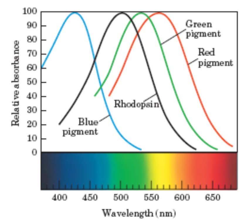 Absorpcijski spektri rodopsina in rdečih, zelenih in modrih receptorjev celic čepkov John Dalton ni