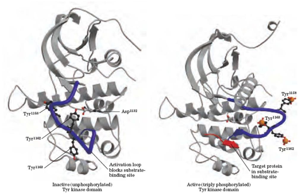 Aktiviranje inzulinskega receptorja tirozinske kinaze z avtofosforilacijo sprememba konformacije Neaktivna domena tirozinske kinaze