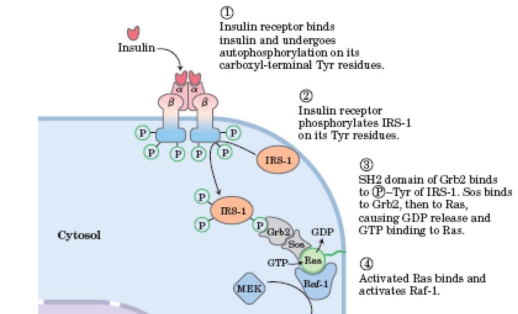 Uravnavanje izražanja genov z inzulinom (počasni učinek) IRS-1 insulin receptor