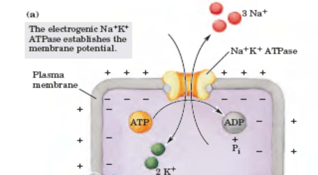 Transmembranski električni potencial (a) K + Na + ATPaza ustvarja transmembranski potencial