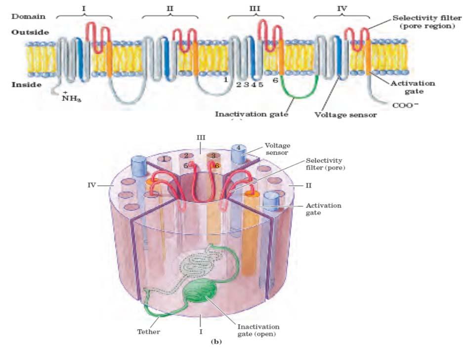 Primer: ionski kanalček, odvisen od napetosti: Na + kanalček v živčnih in v živčno-mišičnih