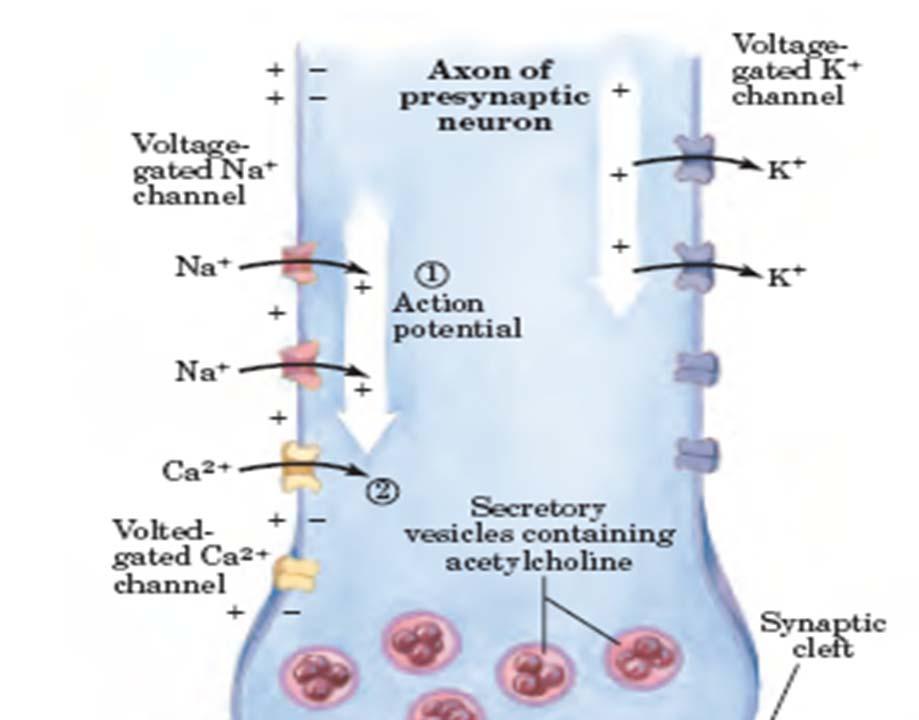 Prenos živčnega impulza depolarizacija dve vrsti kanalčkov: -odvisni od napetosti -odvisni od liganda hiperpolarizacija -Električni impulz (akcijski