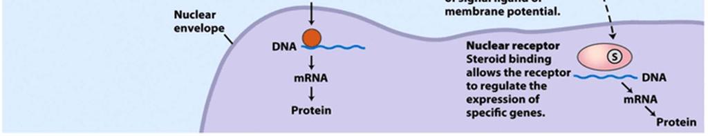 membranski receptorski encimi - receptorji tirozinskih kinaz (insulinski receptor) 3. receptorji gvanilatnih ciklaz 4.
