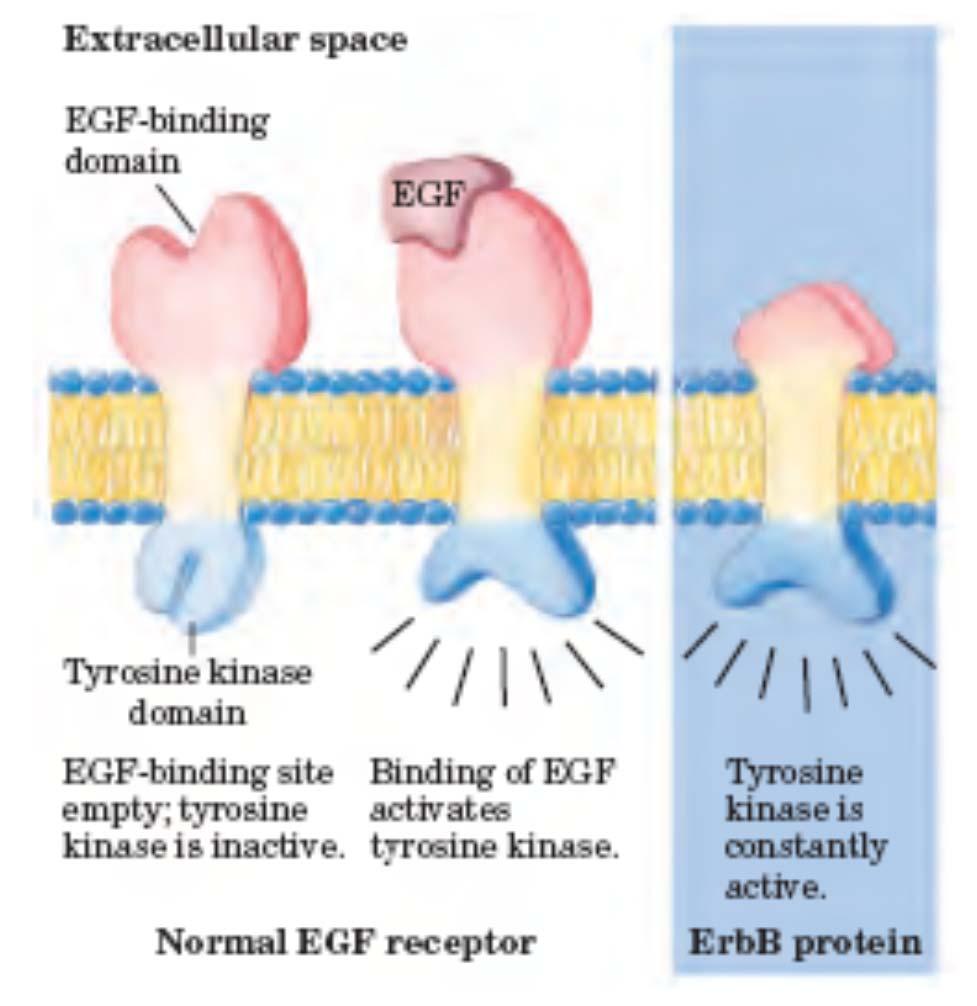 Onkogen, ki kodira okrnjen receptor za epidermalni rastni faktor (EGF) motnja v odzivu na zunanji stimulus - stalno aktivirana signalna pot