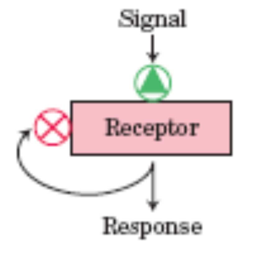 Izguba občutljivosti/prilagoditev ( desenzitisation/adaptation ) Aktivacija receptorja