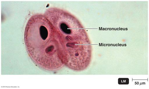 11 Protozoa Unicellular Aerobic heterotrophs (mostly) Inhabit soil and water All produce asexually, some sexually as well Fission, budding, or schizogony Conjugation Cells