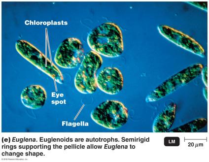 Euglena Flagellates Photoautotrophs and chemoheterotrophs!