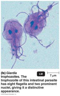Fig. 12.18e Giardia intestinalis, G. lamblia, G.