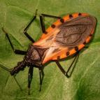 Transmitted by reduviid ( kissing ) bug May be asymptomatic or cause symptoms include swelling