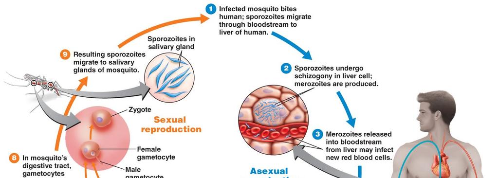 Apicomplexa Plasmodium Not motile Obligate internal parasites Complex life cycle