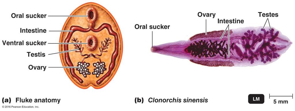Characteristics of helminthes Multicellular, eukaryotic worms Some are parasitic May lack a digestive system Reduced nervous system Means of locomotion occasionally reduced or lacking Complex life