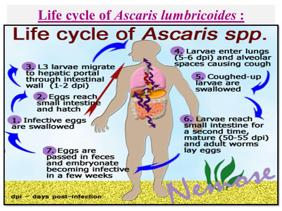 hookworms and Ascaris Ascaris lumbricoides Dirofilaria
