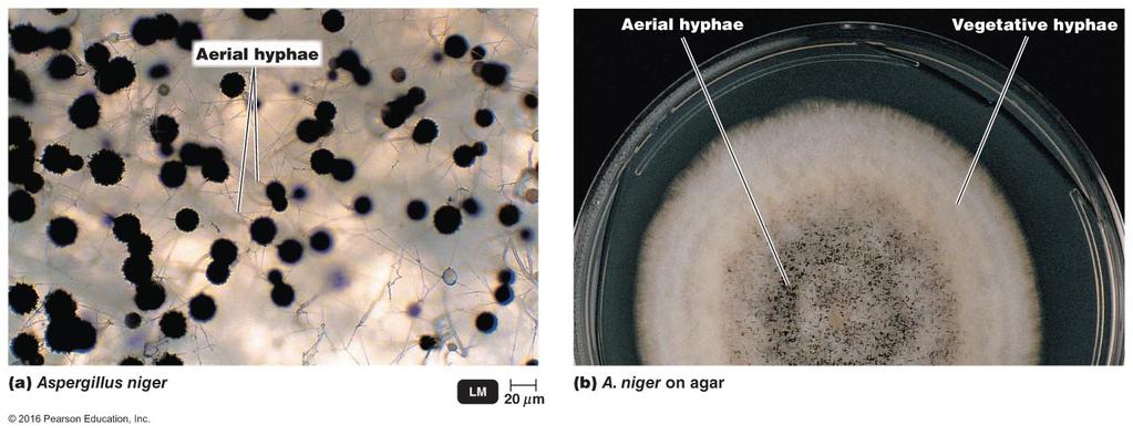Characteristics of molds & fleshy fungi The body or thallus