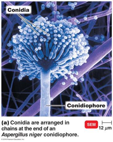 Conidiospores Spores are unicellular