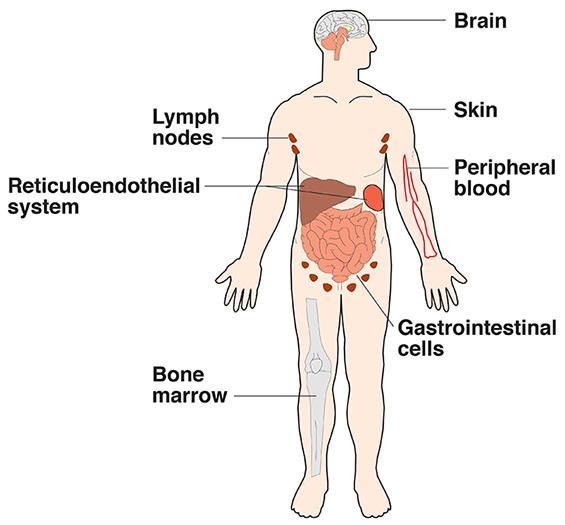 Reticuloendothelial system Consist of: Monocytes Macrophage Endothelial cells (bone marrow, spleen, lymph node)