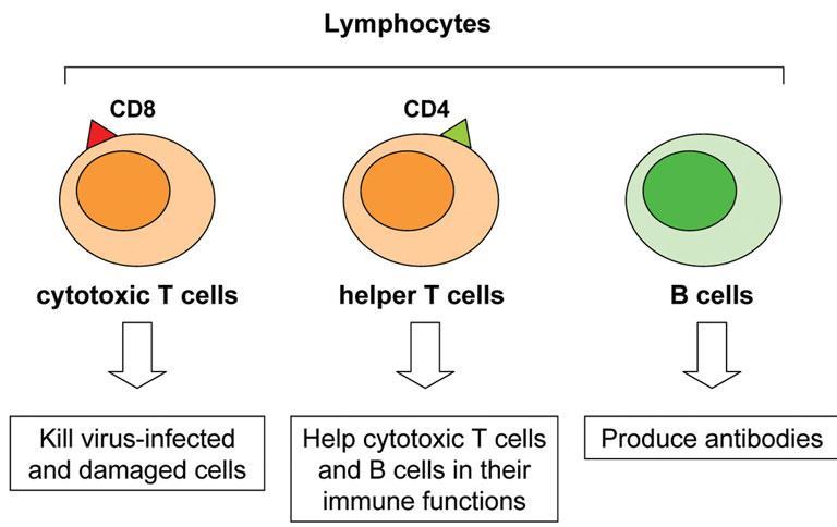 LYMPHOCYTES Function and types Function: Types:.