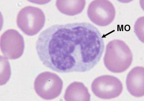 Monocytes and Macrophages Formed in Bone Marrow. 1 Stem cell monoblast promonocyte mature monocytes released into blood.