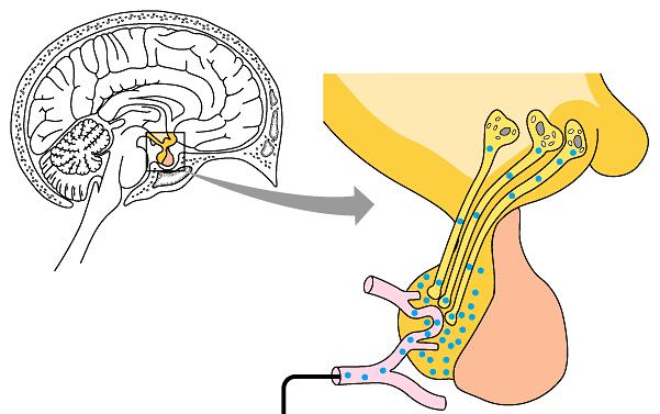 Nervous & Endocrine systems linked Hypothalamus = master nerve control center nervous system receives information from nerves around body about internal conditions releasing hormones: regulates
