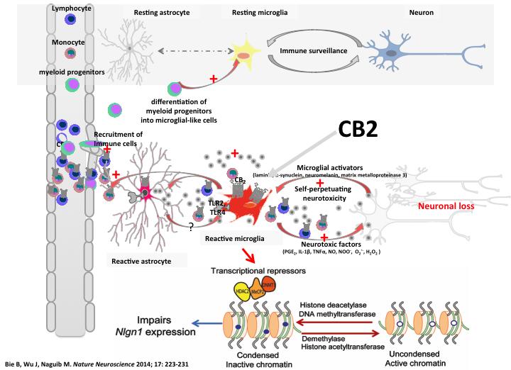 CB2 receptors and