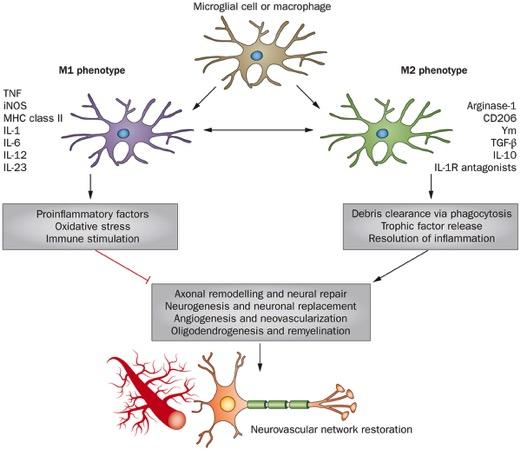 Microglia Jekyll and Hyde Constitute 10-15% of cells in the brain First and main form of active immune defense in the CNS Chronic activation of microglia causes neuronal damage through the release of