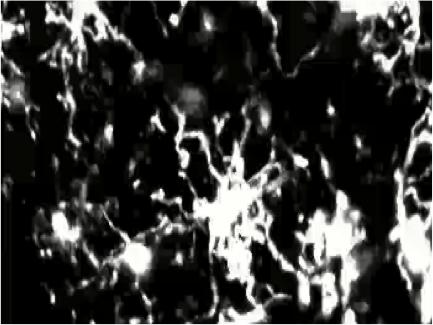 Microglial