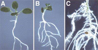 Auxin or Indole Acetic Acid Produced by plants and soil bacteria Promote cell division & stem elongation Induction of rooting In combination with cytokinins they regulate
