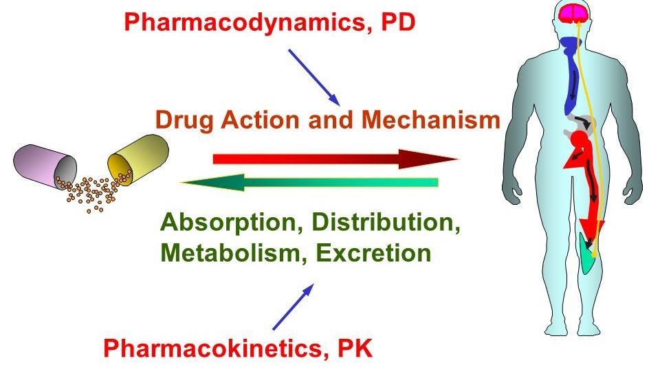 INTERACTION DRUG BODY What the drug does