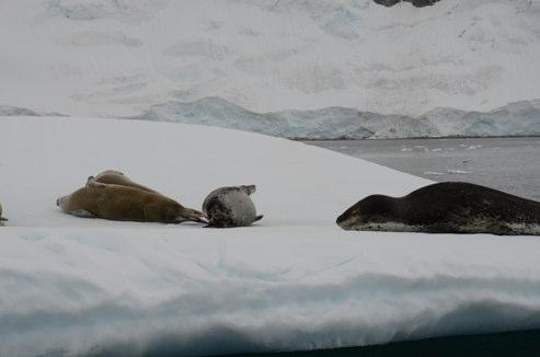 Captive seal research to answer ecological questions Validating techniques Food transit times Growth rate