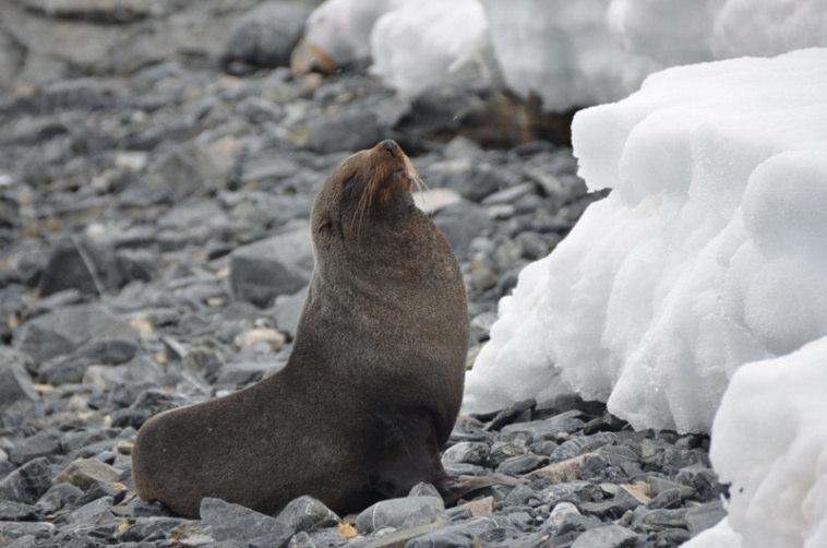 Training Marine Mammals Seals are predators and hence good