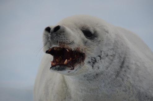 marine mammal research Animals can be fierce and