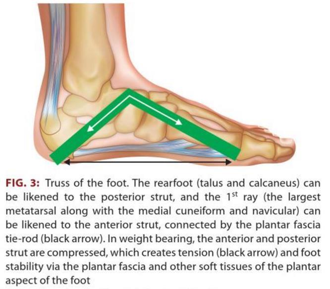 Plantar Aponeurosis(PA) aponeurosis maintains the medial longitudinal arch of the foot assists in