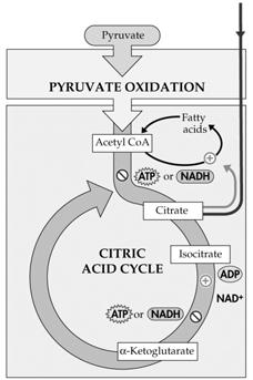 or NADH + H + on allosteric enzymes. Evolution has led to metabolic efficiency.