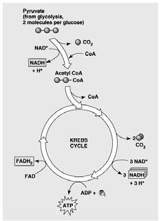 A summary of the Krebs cycle F.