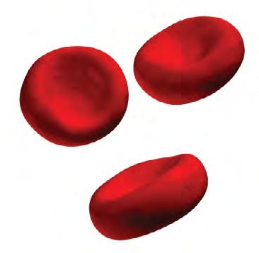 Red Blood Cell Transfusion Red blood cell transfusions are defined as the intravenous (IV, through a vein) infusion of red blood cells.