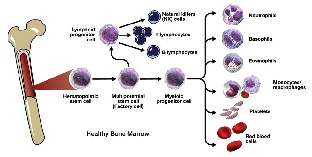 What Does Bone Marrow Do? What does bone marrow do? All blood cells begin as hematopoietic (hee-muh-toh-poi-et-ik) stem cells. These cells are often referred to as factory cells.